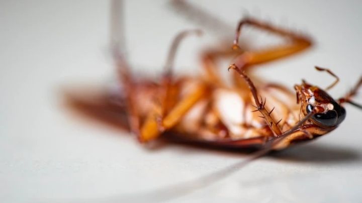 Cómo eliminar un nido de cucarachas de tu refrigerador antes de que sea plaga