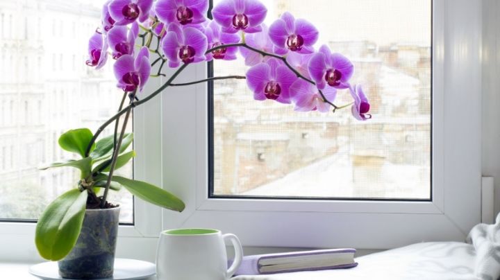 Tipos de orquídeas que son ideales para atraer la fortuna en tu hogar o negocio