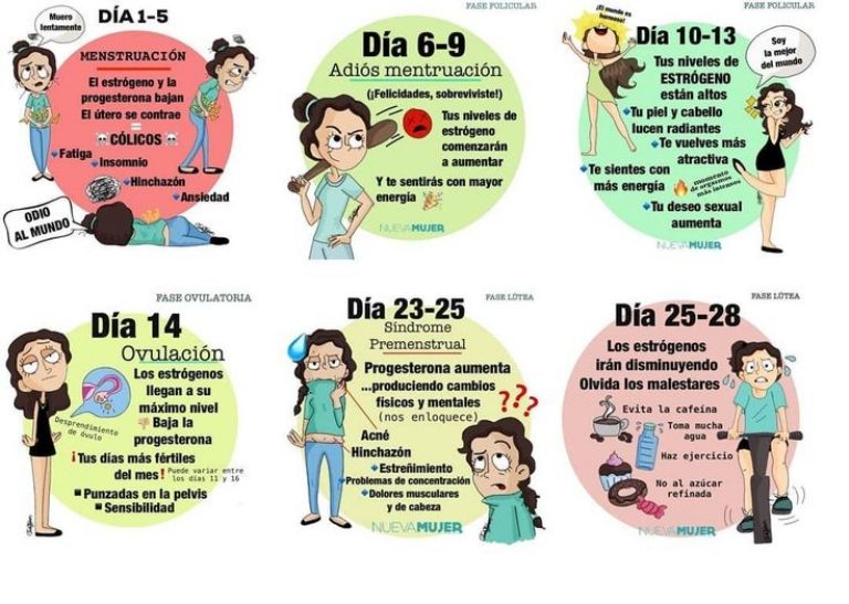 El ciclo del período menstrual