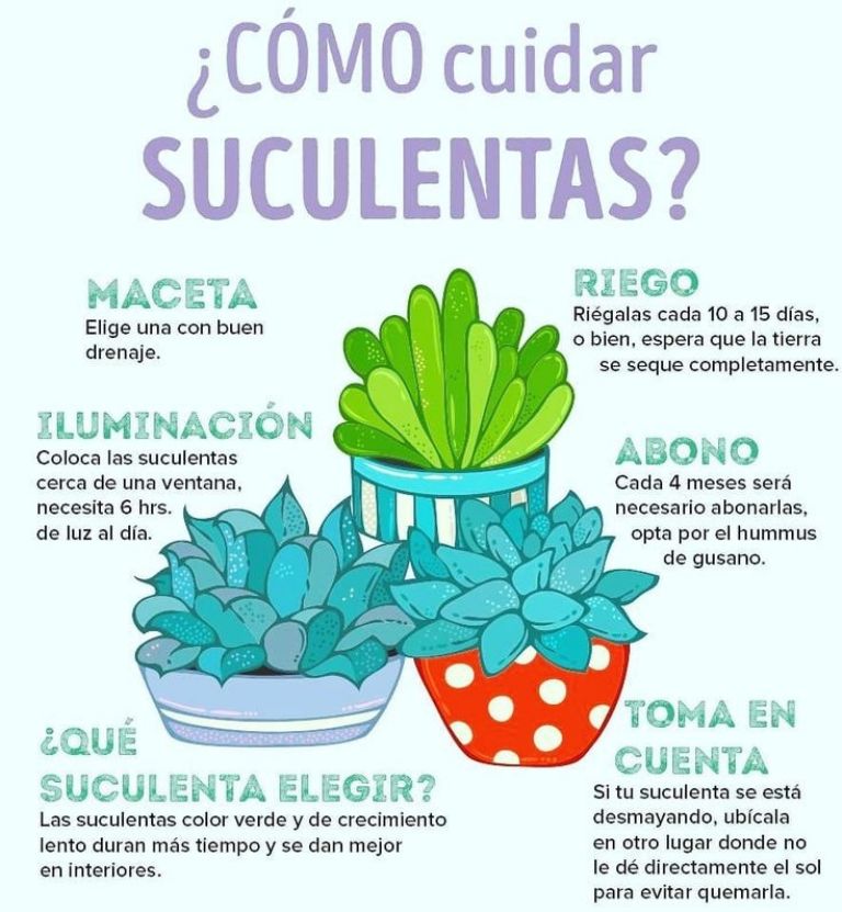 Cuidados recomendados para mantener saludable las suculentas