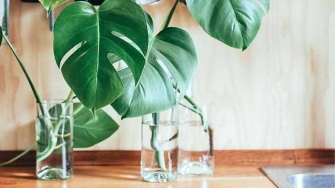 3 plantas de interior que crecen en agua y que puedes usar para decorar tu casa