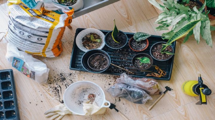 Para las amantes de las plantas: Sálvalas de los hongos con este truco de jardinería