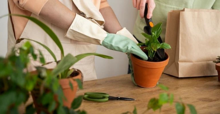 Errores que hay que evitar hacer al trasplantar plantas