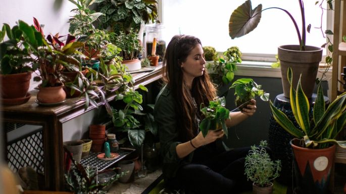 Plantas que debes tener en tu casa para atraer energía positiva a tu vida