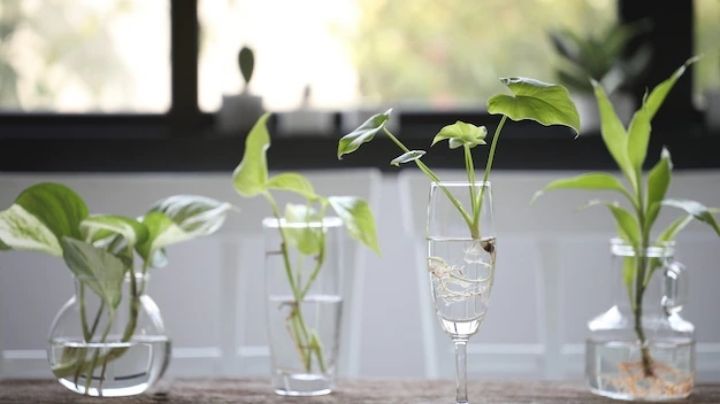 Paso a paso para crear un jardín acuático para decorar el interior de tu casa