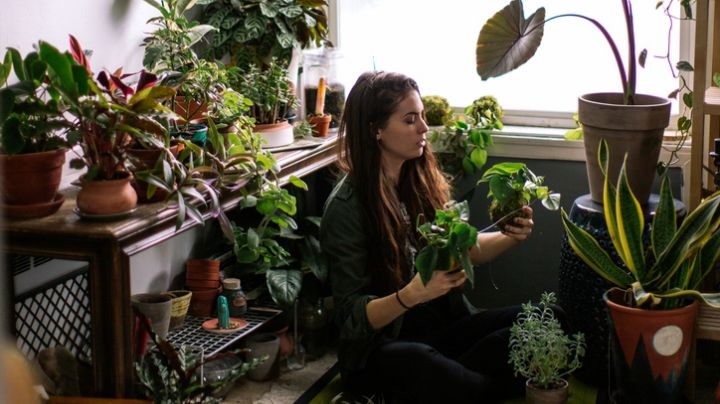 Plantas que debes tener en tu casa para atraer energía positiva a tu vida