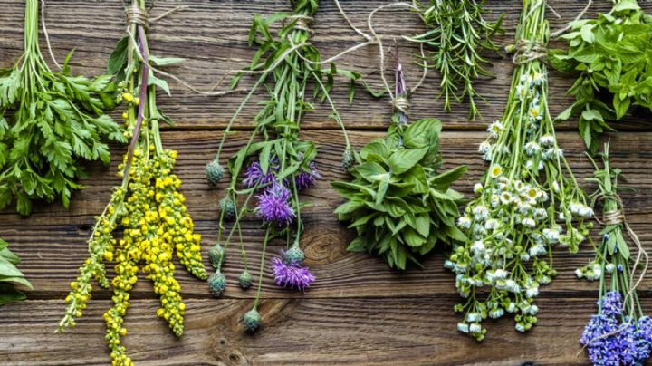 Plantas medicinales que necesitas cultivar en casa para estar preparada siempre