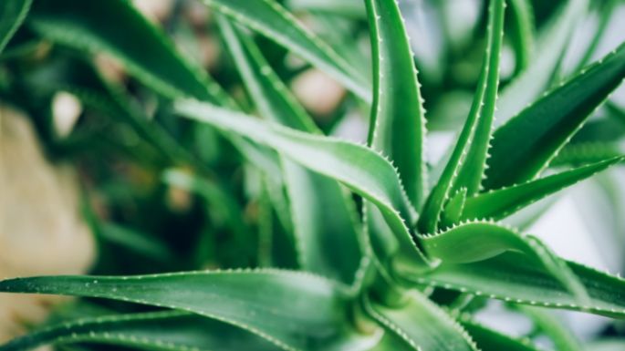 ¿Tu aloe vera se marchitó? Ten cuidado, este es el significado energético