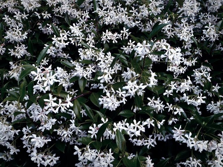 La flor de jazmín ayuda a atraer el amor