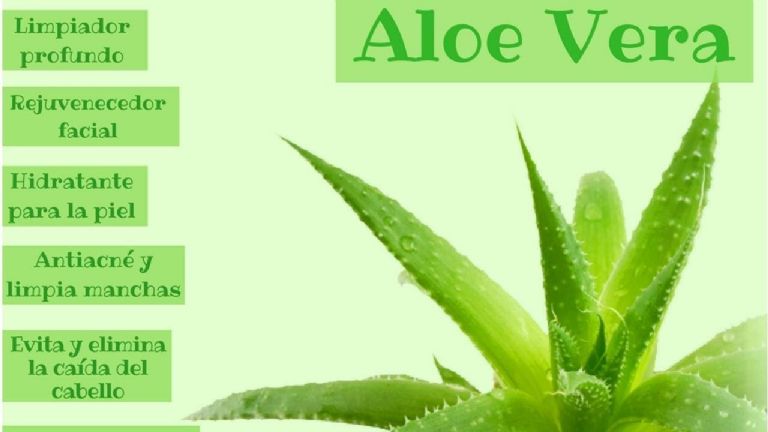 Beneficios del aloe vera en la piel y cabello