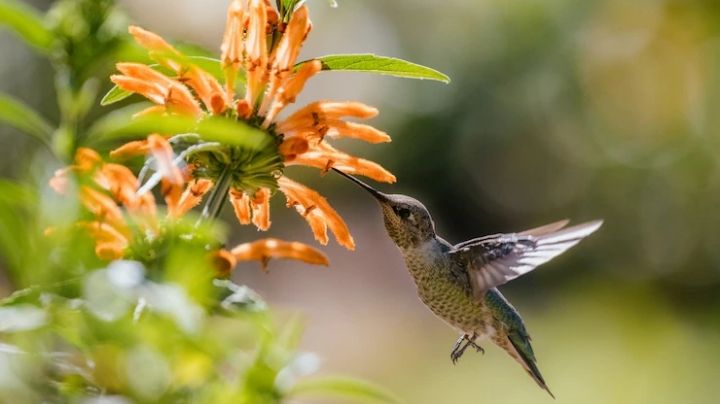 Conoce cuál es el significado espiritual de los colibríes; una ave llena de positivismo