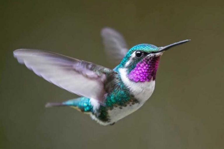 Los colibríes son considerados un ave espiritual