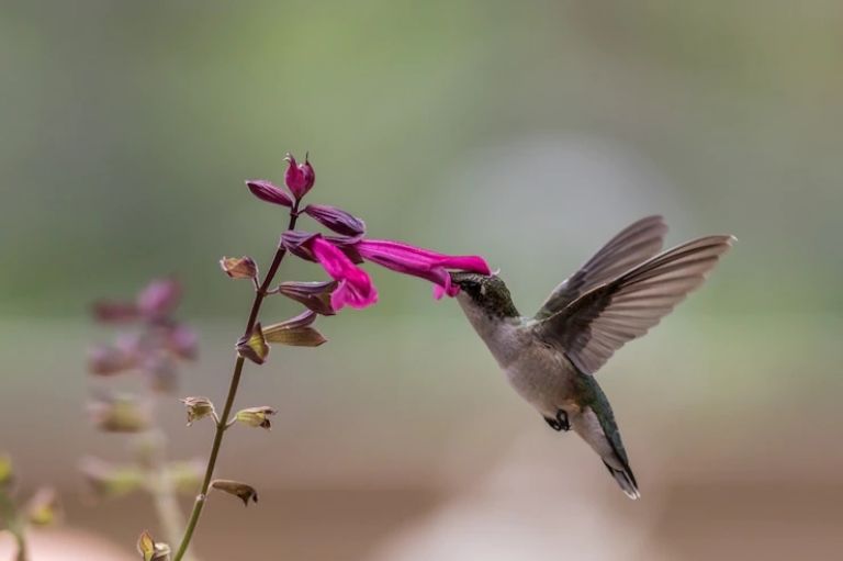 El colibrí puede volar hacía atrás sin ningún problema