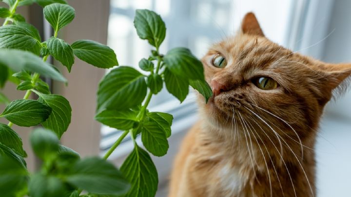Trucos caseros que son muy efectivos para ahuyentar a los gatos de las plantas