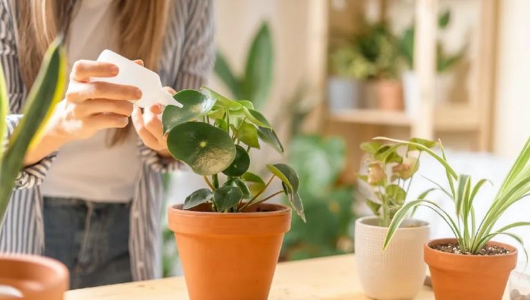 Plantas para eliminar las malas vibras 