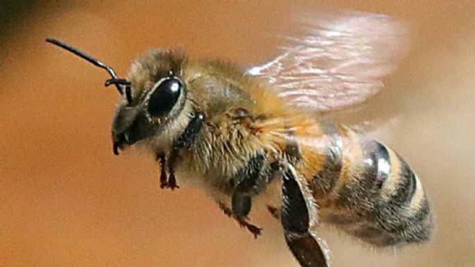 Mantén alejadas las abejas con este tipo de plantas y evita su letal picadura