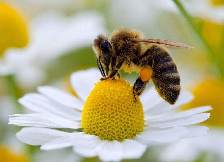 Plantas para alejar a las abejas