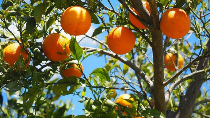 Potente fertilizante de árboles frutales; hazlo con poco dinero y 2 ingredientes