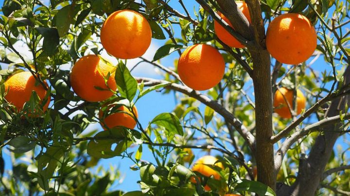 Potente fertilizante de árboles frutales; hazlo con poco dinero y 2 ingredientes