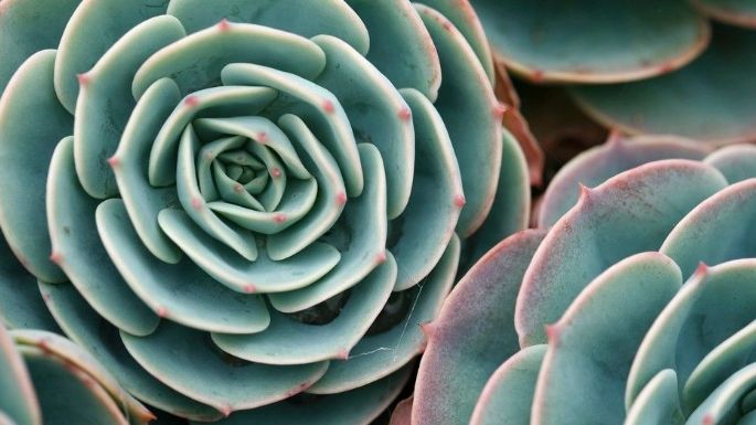 Aprovecha las propiedades de las suculentas en tu rostro preparando esta mascarilla