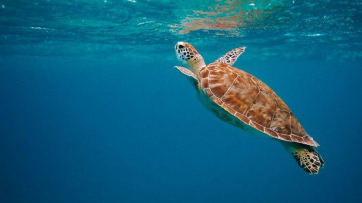 Día Mundial de los Océanos: 'Tips' sencillos para cuidar el mar desde tu casa