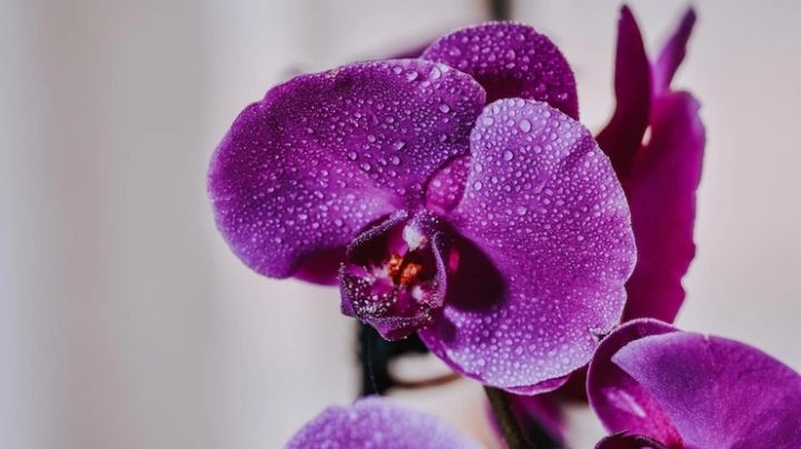 Esta es la forma correcta en que debes regar tus orquídeas para ayudarlas a florecer