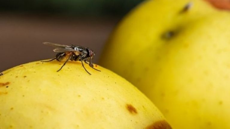 Las moscas son un insecto muy sucio que puede transmitir enfermedades