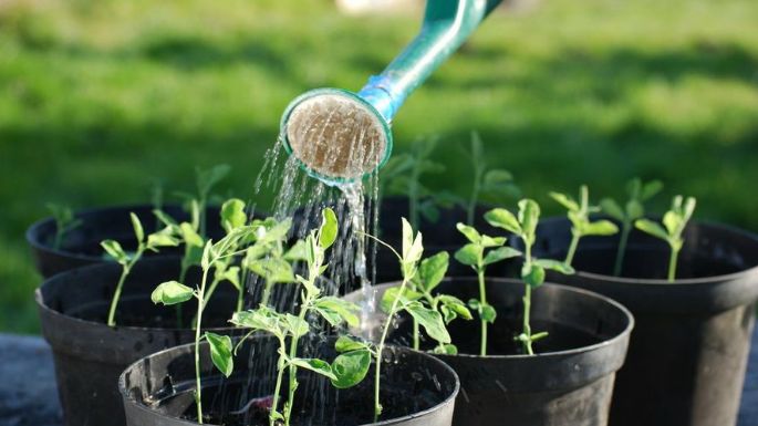 Embellece tus plantas tras regarlas con esta "agua mágica"; te compartimos la receta