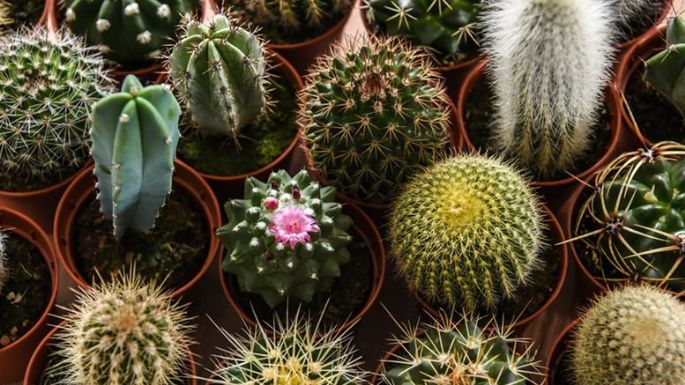 Aleja las plantas con espinas de tu hogar; te explicamos el motivo