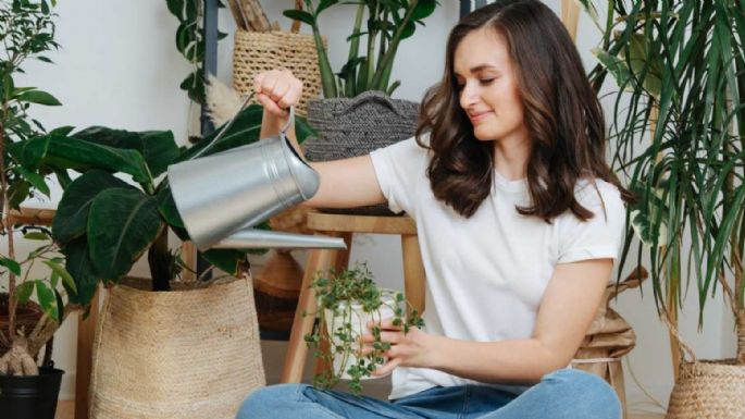 ¿Todo te sale mal? 3 tipos de plantas que absorben la mala energía de tu vida