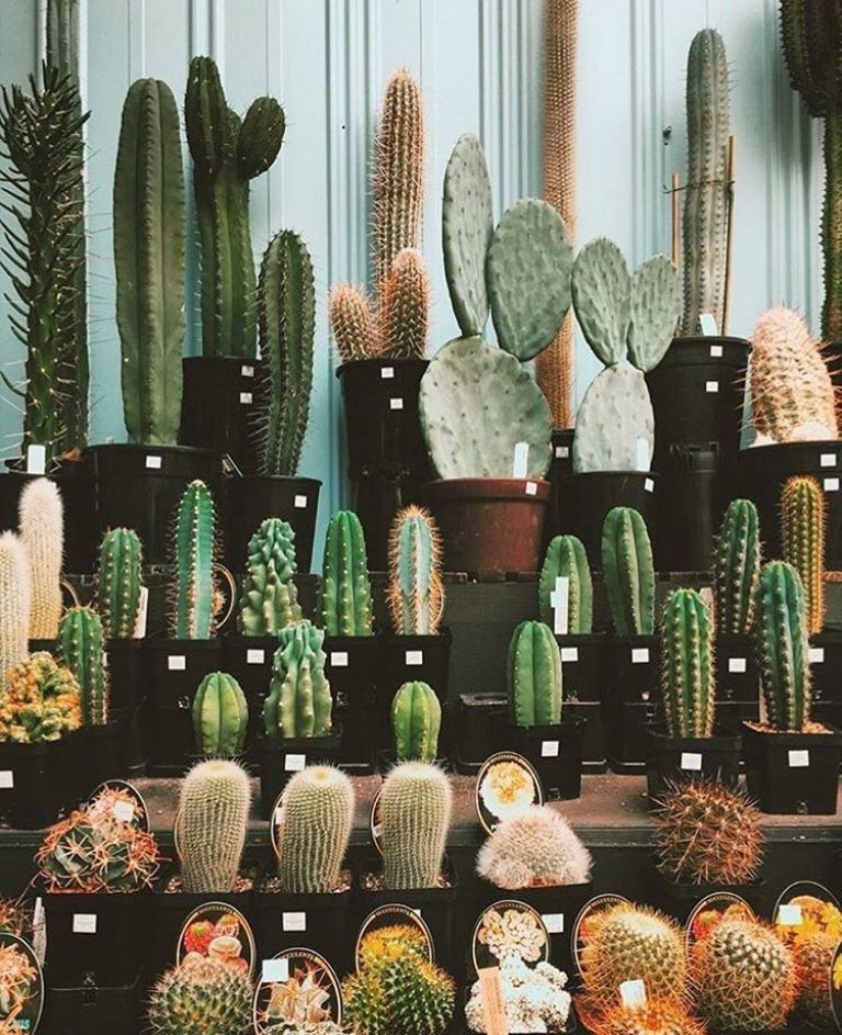 Cactus para eliminar la negatividad