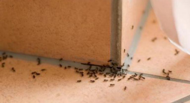 Cómo eliminar las hormigas