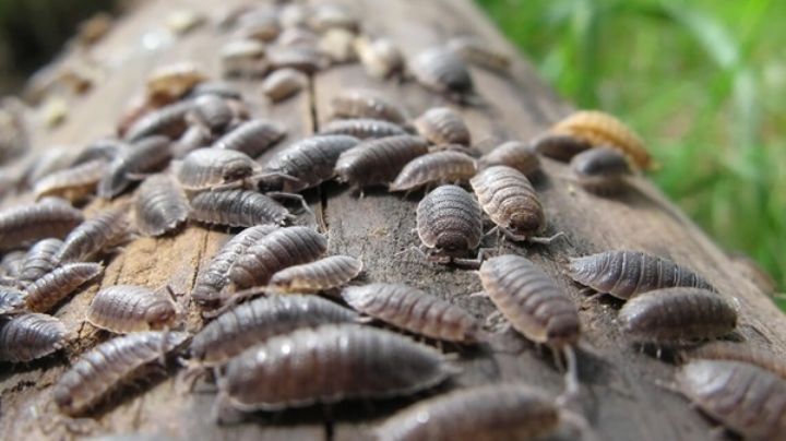 Si tus plantas han sido invadidas por cochinillas, sigue este tip para ahuyentarlas