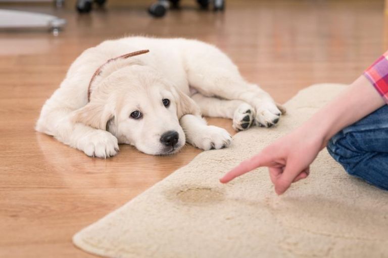 Truco para eliminar el olor a pipí de perro