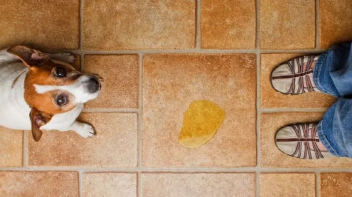 ¿Tienes perros? Así es cómo debes de limpiar su orina para eliminar olores