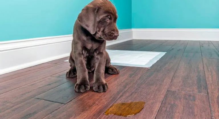 Cómo limpiar la orina de perro 