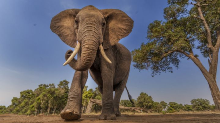 Día Mundial del Elefante: Significados mágicos de este maravilloso y gigante animal