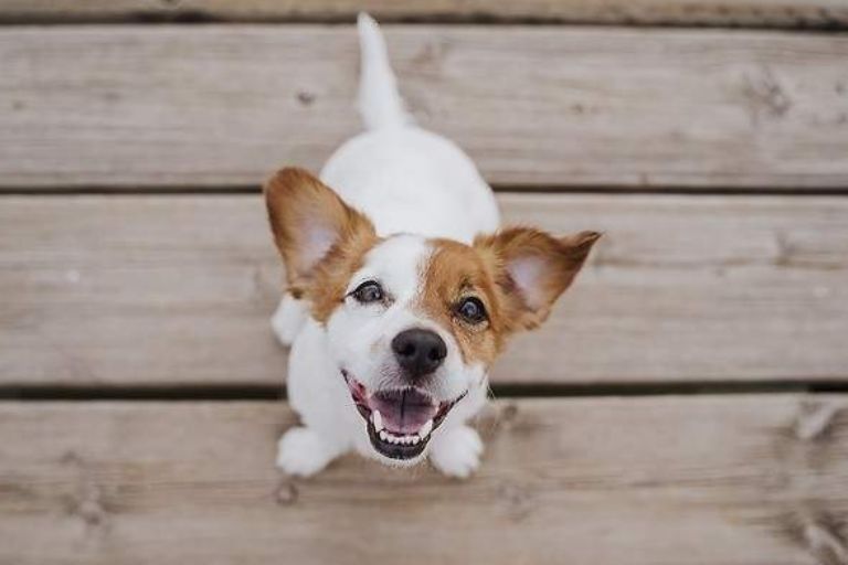 Galletas para perros