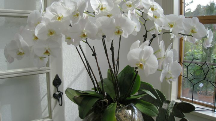 Si tu orquídea comienza a marchitarse, sigue estos tips para reanimarla
