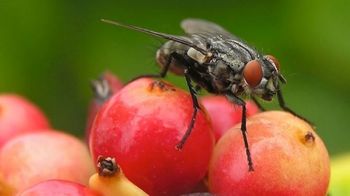 3 métodos con ingredientes naturales para decirles 'bye' a las moscas