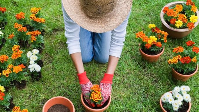 Evita arruinar tu planta: Presta atención a las señales de que estás sobrefertilizándola