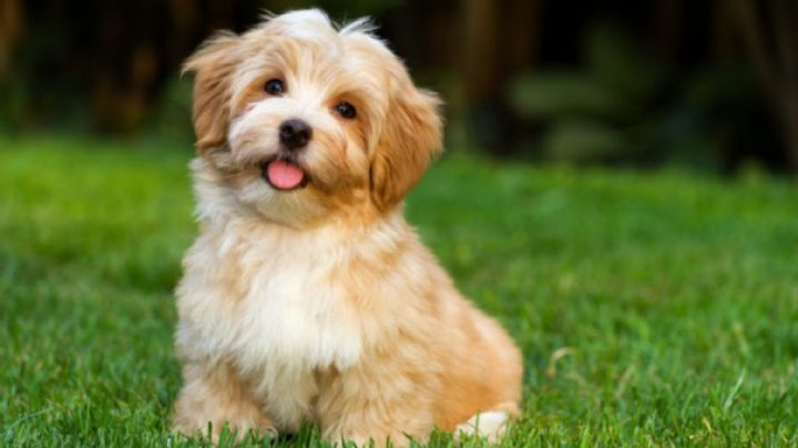 Evita manchas en tus pisos: Así tu perro aprenderás a ir al baño fuera de casa