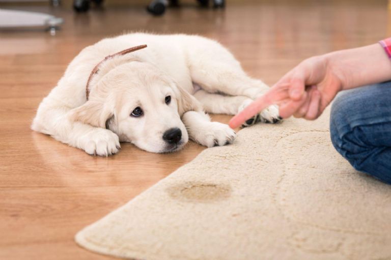 Cómo enseñarle a tu perro a ir al baño fuera de casa 