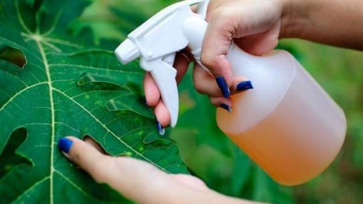 Mantén a salvo a tus plantas y aleja las hormigas de ellas con este potente insecticida