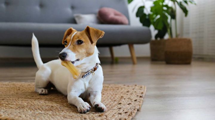 Que tu ropa no huela a perro: Sigue estos consejos de limpieza para alejar el mal olor