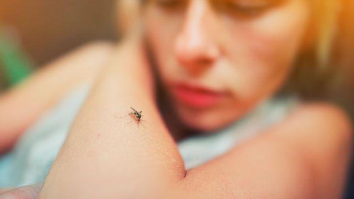 ¿Te picaron los mosquitos? Alivia la picazón con 3 sabios consejos