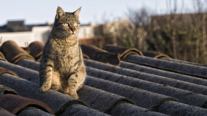 Evita que los gatos se orinen sobre tu techo con este repelente casero