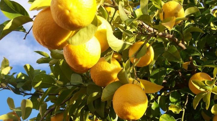 Así es como se prepara un abono para limoneros para obtener frutos más jugosos