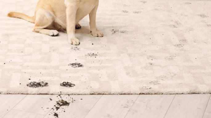 ¿Tienes alfombra? Truco para eliminar las manchas sin lastimar tus pisos