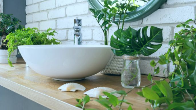 Plantas que SÍ o SÍ tienen que estar en tu baño; son perfectas para decorarlo